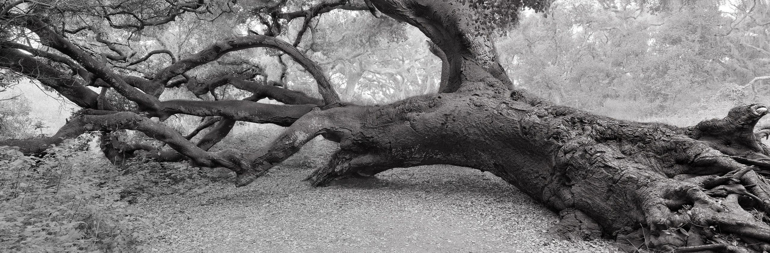 Leaning Oak Tree panoramic — fine art print