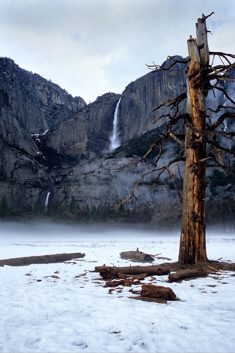 Yosemite Lone Tree In Winter — fine art print