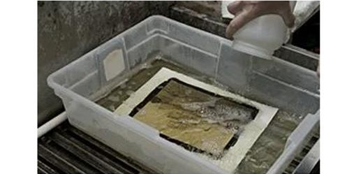 Developing a platinum/palladium print in chemical solution