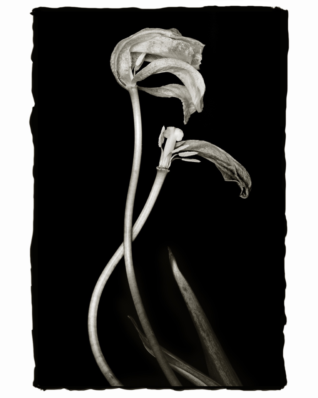 Platinum/palladium fine art print by Reflective Image Studios